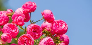 Идеальные сорта роз, которые я всем советую — яркие, компактные и стойкие - Декоративные кустарники Идеальные розы для небольшого сада — яркие, компактные, стойкие