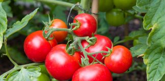 Лучшие сорта компактных томатов — минимум места, максимум урожая