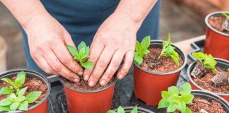 Не рано и не поздно: сроки посева однолетников на рассаду