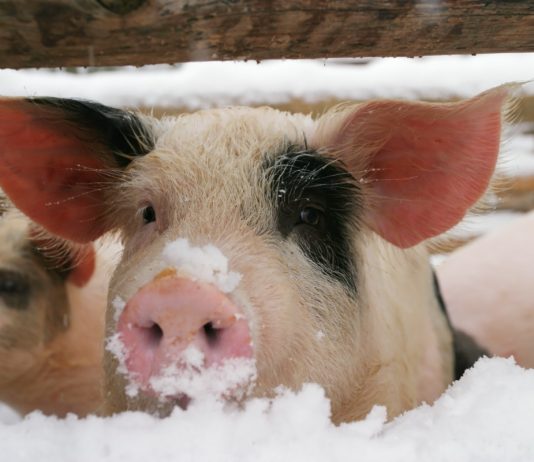 Особенности ухода за свиньями зимой — как содержать и кормить.