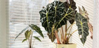 Почему вам не стоит заводить алоказию? Честно о минусах растения