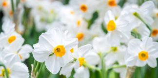 Почему все выращивают бумажные нарциссы к Новому году — и вы тоже захотите