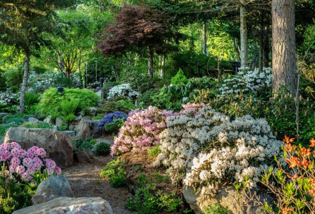 Что такое ремиза — живой сад, который помогает растениям и животным