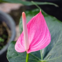 Антуриум в розовых тонах