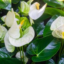 Белоснежный антуриум