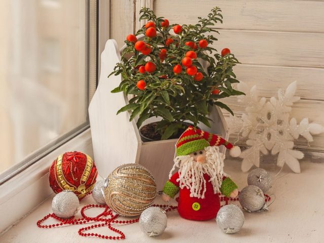 Паслён ложноперечный, или «зимняя вишня», летом цветёт мелкими белыми цветками, а к осени и зиме покрывается яркими красными или оранжевыми плодами. В это время он особенно хорошо смотрится в зимних и новогодних интерьерах, добавляя живой праздничный акцент.