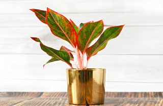 Аглаонема в золотистом горшке