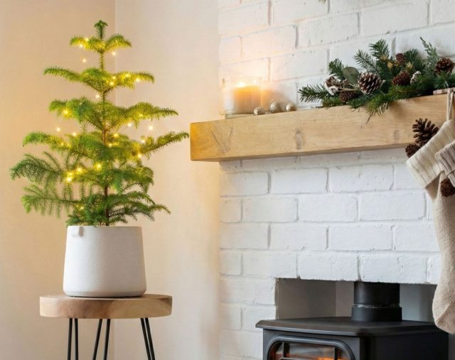 Если вы в поиске классической рождественской ели, но предпочитаете более компактный вариант, обратите внимание на — араукарию.