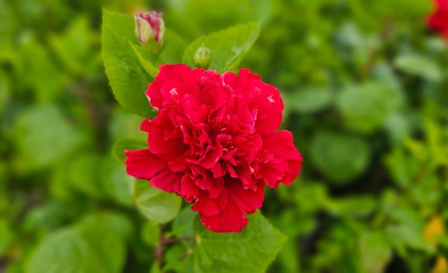 Гибискус сорт «Дабл Рэд» (Hibiscus rosa-sinensis 'Double Red')