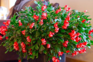 Декабрист, или шлюмбергера