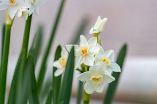 Бумажные нарциссы.