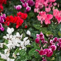 Нежные розовые, красные, белые или фиолетовые цветки цикламена гармонично сочетаются с классическими новогодними украшениями