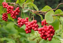 Съедобные лианы в дизайне сада – удобно, красиво, вкусно