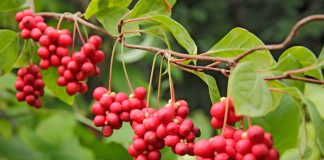 Съедобные лианы в дизайне сада – удобно, красиво, вкусно - Сад и огород Съедобные лианы в дизайне сада – удобно, красиво, вкусно