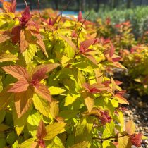 Спирея японская «Мэджик Карпет» (Spiraea japonica ‘Magic Carpet’)