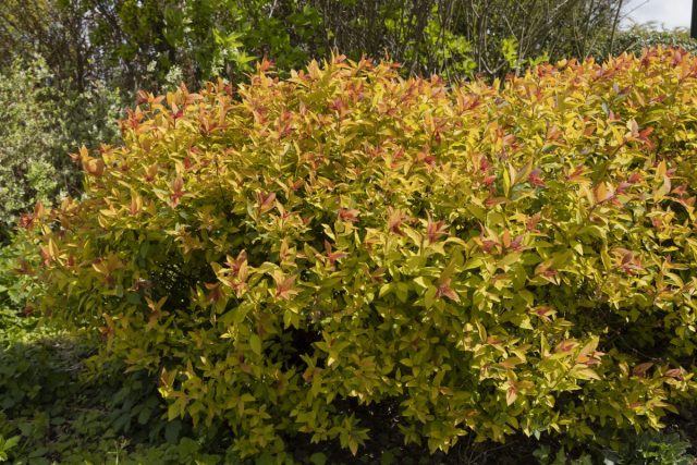 Спирея японская «Голдфлэйм» (Spiraea japonica ‘Goldflame’)