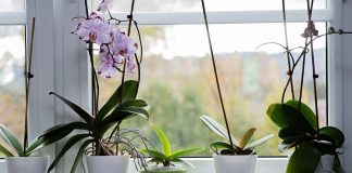 Реанимация орхидеи - как спасти корни и оживить растение