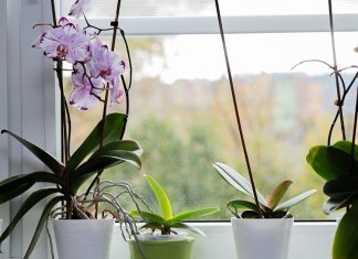 Реанимация орхидеи – как спасти корни и оживить растение - Блоги компаний Реанимация орхидеи - как спасти корни и оживить растение