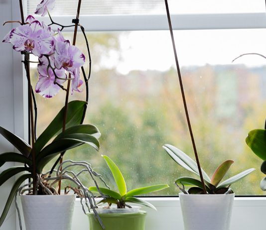 Реанимация орхидеи - как спасти корни и оживить растение