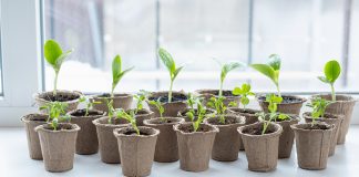 Когда сеять семена на рассаду и как не ошибиться в сроках?