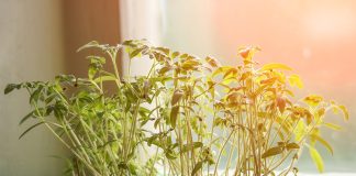 Когда сеять томаты на рассаду?