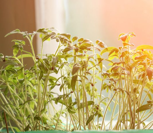 Когда сеять томаты на рассаду?