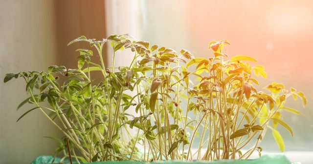 Когда сажать томаты на рассаду?