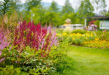 10 лучших цветущих растений для тенистых участков