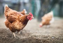 10 причин, почему я отказалась от кур и никому не советую их заводить