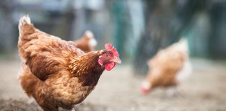 10 причин, почему я отказалась от кур и никому не советую их заводить