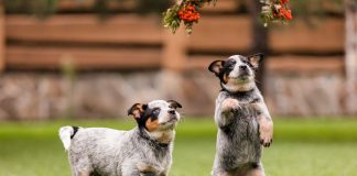 12 самых умных пород собак — их интеллект как у ребёнка