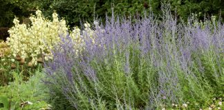 12 засухоустойчивых растений для тех, кто устал поливать цветник