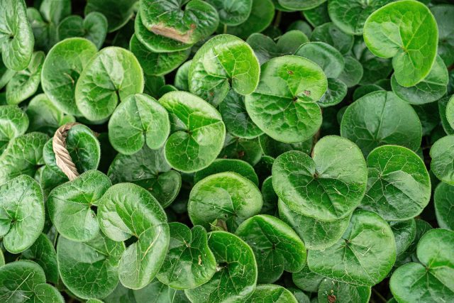 Глянцевые сердцевидные листья копытня образуют плотный теневой ковёр, удерживая влажную почву. Его корневая система стабилизирует лесные и тенистые склоны.