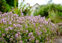 16 растений, которые спасут почву от эрозии и украсят сад