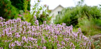 16 растений, которые спасут почву от эрозии и украсят сад