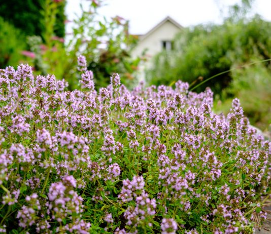 16 растений, которые спасут почву от эрозии и украсят сад