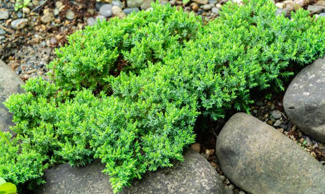 Плотные хвойные ковры можжевельника защищают каменистые склоны от размывания. Он вынослив, засухоустойчив и стабилизирует грунт круглый год.