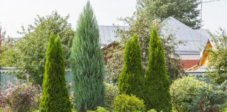 15 неудобных фактов о хвойных, которые вы узнаете слишком поздно