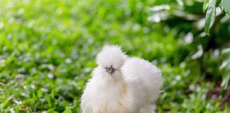 Зачем заводить декоративных курочек? 15 лучших пород и их преимущества