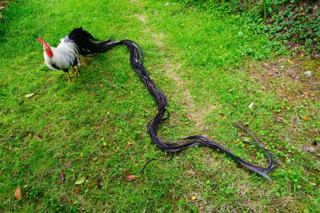 Феникс — курица с хвостом длиной в несколько метров, превращающая двор в восточную сказку. Требует идеальной чистоты и особых условий, но при правильном уходе выглядит по-настоящему незабываемо и торжественно.