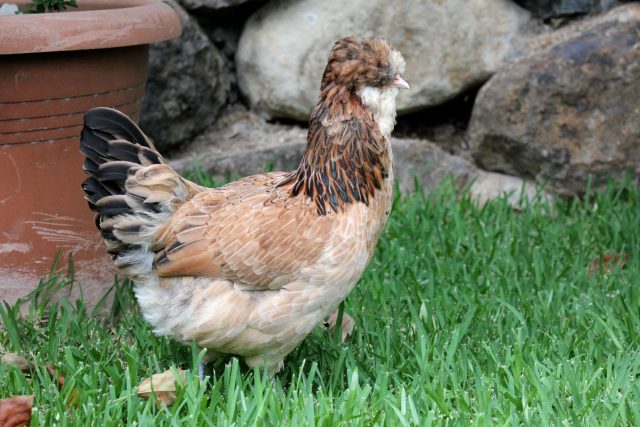 Араукана легко узнаётся по отсутствию хвоста, перьевым «усам» и голубым яйцам. Это редкий случай, когда декоративность сочетается с хорошей яйценоскостью. Активная, любопытная и очень живая птица.