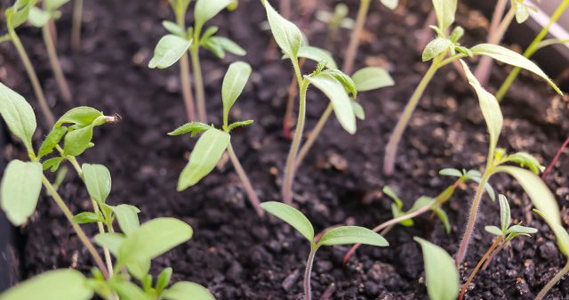 Планируя посев томатов, важно учитывать свет и тепло. Ранние сорта нуждаются в досветке, при прохладном содержании сеют раньше. Семена прорастают уже при +10 °C, но быстрее — при +20–25 °C; перегрев выше +30 °C угнетает рост.