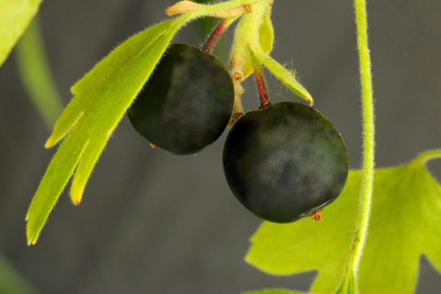 Ягоды у золотой смородины чёрные, красные, оранжевые, жёлтые или пурпурно-коричневатые. Главный недостаток – они пресноватые, с менее выраженным вкусом, чем у чёрной или красной смородины. Ягоды у золотой смородины чёрные, красные, оранжевые, жёлтые или пурпурно-коричневатые. Главный недостаток – они пресноватые, с менее выраженным вкусом, чем у чёрной или красной смородины.