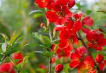 5 эффектных декоративных кустарников со съедобными плодами