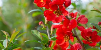 5 эффектных декоративных кустарников со съедобными плодами