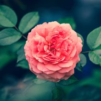 Роза «Хайди Клум Роуз» (Rosa ‘Heidi Klum Rose’)