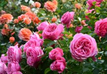 7 секретов малоуходного розария — максимум красоты без лишних хлопот