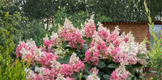 7 сортов метельчатых гортензий, которые покорят ваше сердце - Декоративные кустарники 7 сортов метельчатых гортензий, которые покорят ваше сердце