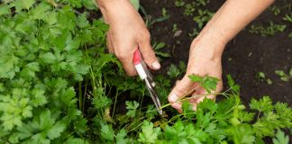 Польза привычной зелени — как мы недооцениваем то, что растет у каждого