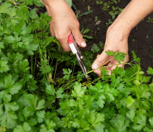 Польза привычной зелени — как мы недооцениваем то, что растет у каждого